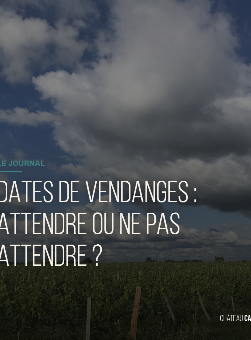 Dates de vendanges : attendre ou ne pas attendre ?