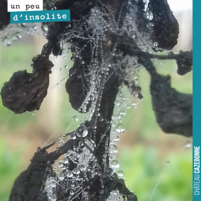 Admirez la dentelle de ces goutelettes d'eau sur une vieille grappe abîmée par la grêle. La natur...