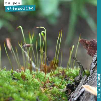 Jolies pousses d'herbes à même le cep. C'est joli, mais il va quand même falloir que l'on nettoie...