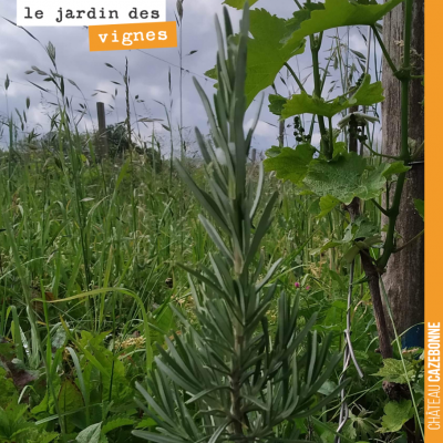 Au jardin des vignes, Francis a planté un pied de romarin qui embaume désormais tout le rang.