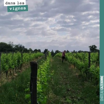 Marion au travail dans nos vignes surgreffées. Elle fait la chasse à tous les gourmands et repous...