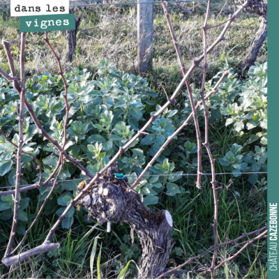 On a commencé à tailler la vigne. Ensuite viendra le temps de tirer les bois bien accrochés aux f...