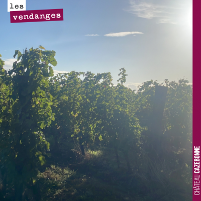 Année de vigneron. On a commencé hier les vendanges sous un beau soleil avec une semaine de retar...